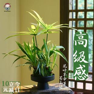 花叶旱伞草苔玉球 锦叶姬水竹苔藓球 风车草禅意水培中式盆景盆栽