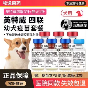 进口英特威成犬狗狗疫苗宠必威四联六联每年加强狂犬防疫针套装