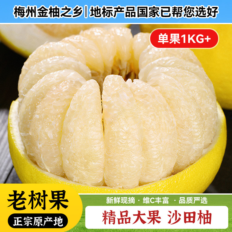 沙田柚子梅州金柚之乡直发可团购