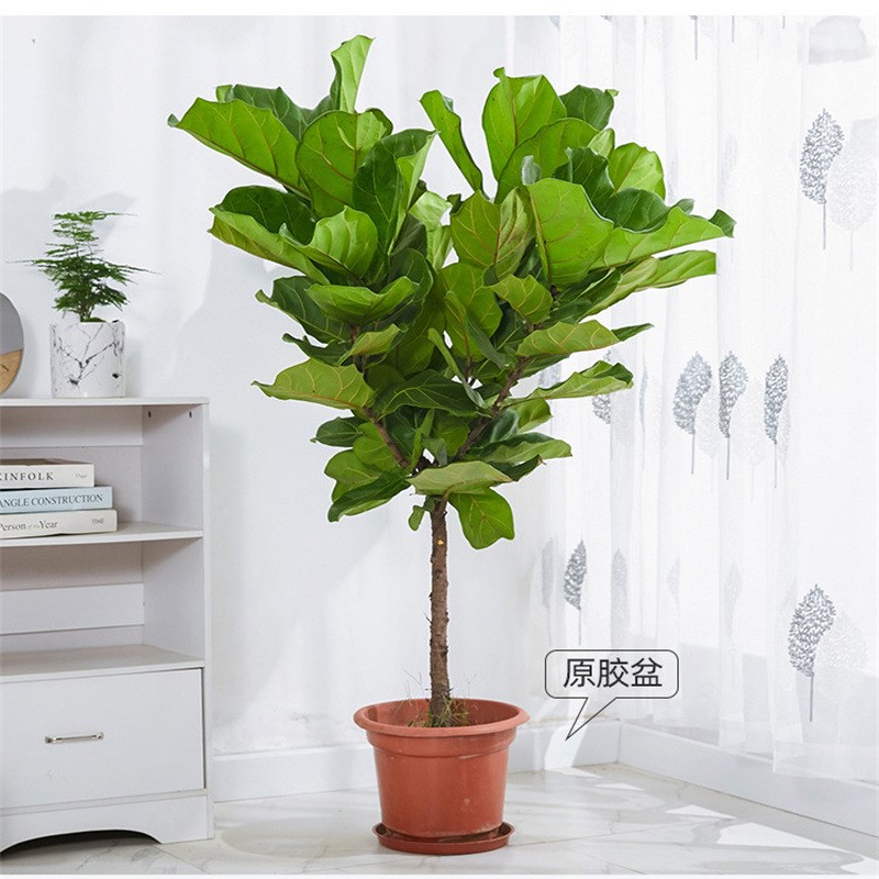 琴叶榕办公室f花卉绿植盆景客厅旺宅室内盆栽大型植物易活四季好