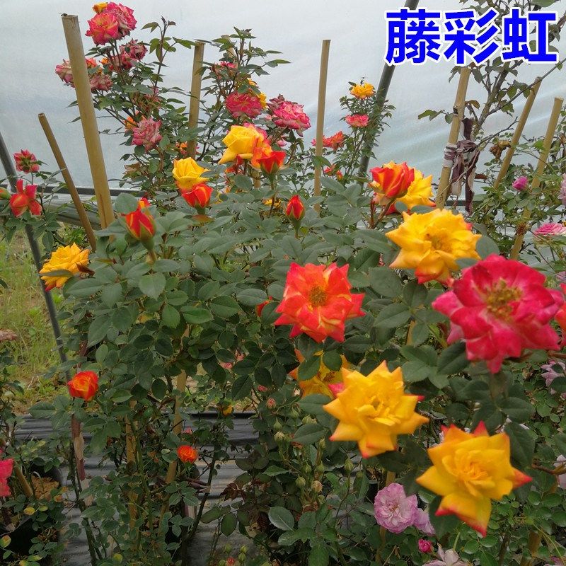 粉色龙沙宝石藤本月季花苗庭院阳台爬藤I植物攀援植物玫瑰蔷薇花,鲜花速递/花卉仿真/绿植园艺,月季/蔷薇/玫瑰,淘宝优惠券,粉丝福利购,淘宝优惠卷