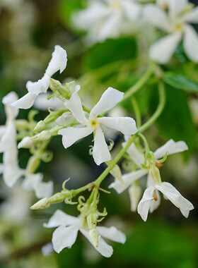 风车茉莉爬藤】浓香抗p病白色藤本植物 大花墙可垂吊花柱花架耐热