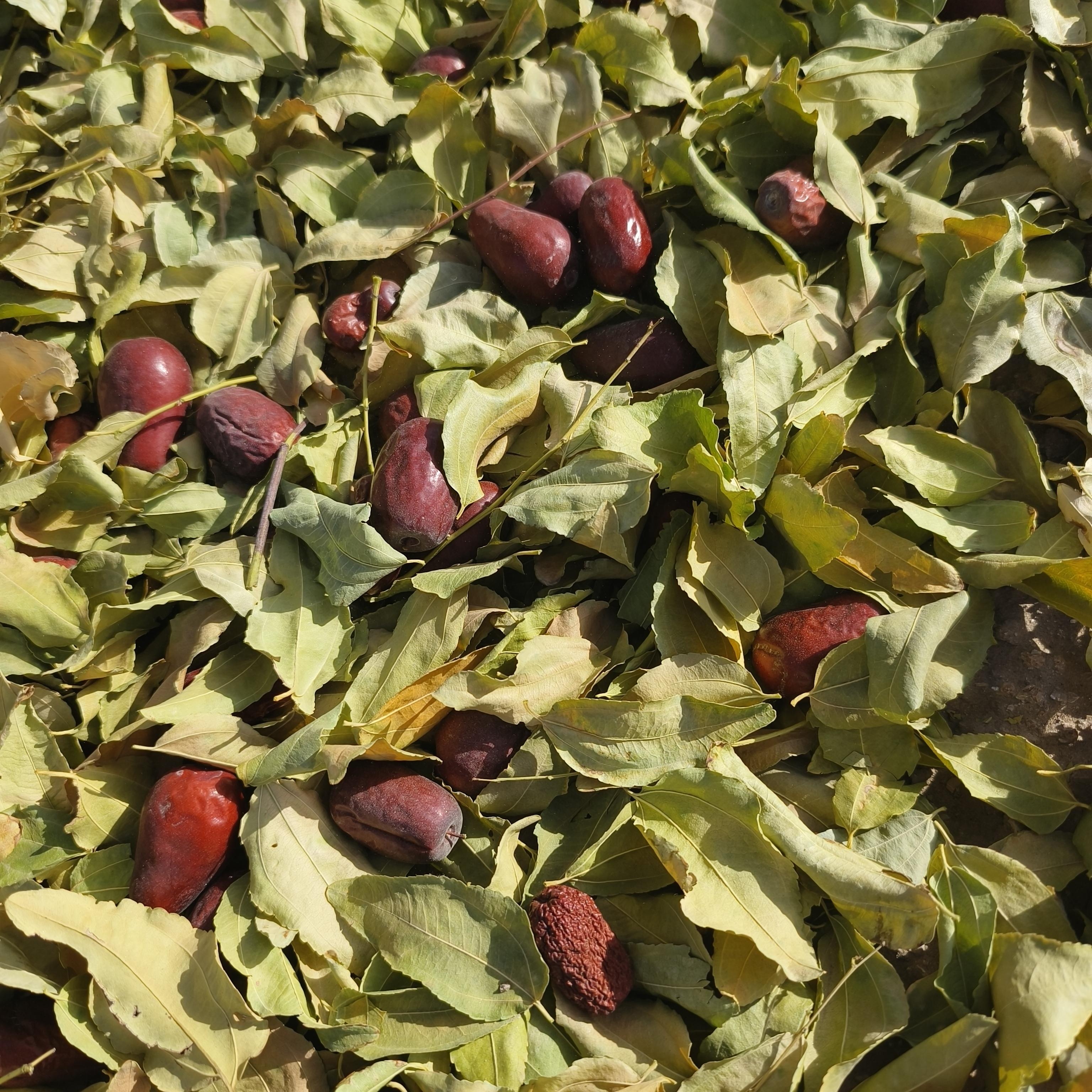 2025新枣和田大枣二级三级混装骏枣软糯香甜不加工带土初级农产品