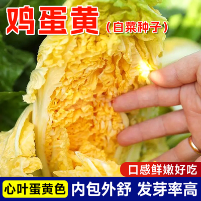 鸡蛋黄奶油白菜种子耐寒黄心白菜