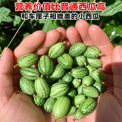 拇指西瓜种籽迷你蔬菜小水果