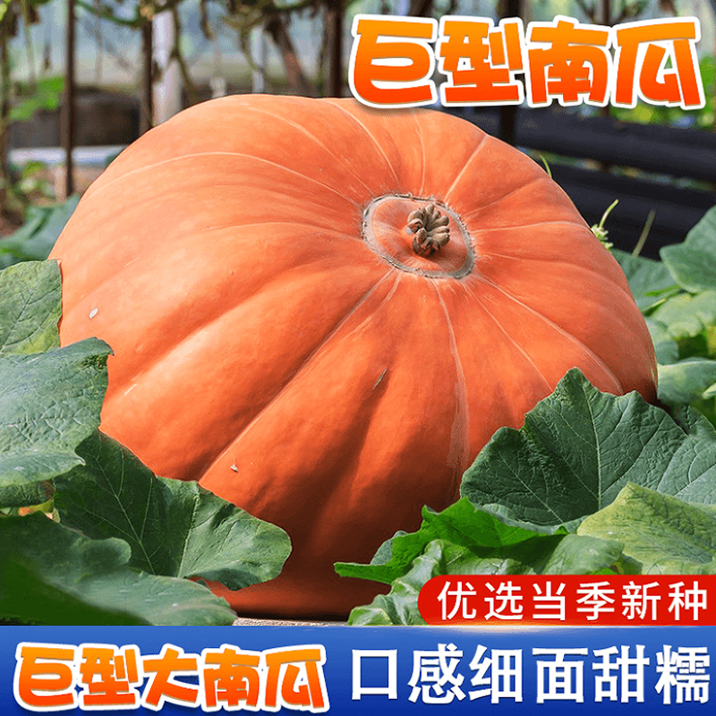 巨型南瓜种孑蜜本奶油贝贝南瓜种籽阳台庭院菜园四季蔬菜种子大全