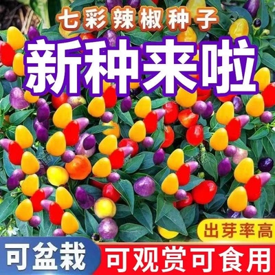 正宗广西五彩椒泡种子七辣