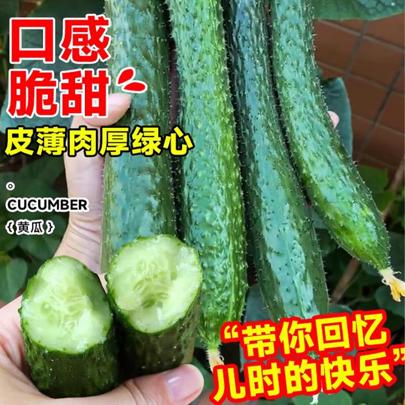 绿心黄瓜种子种籽苗秧大全耐热夏季秋蔬菜水果孑子菜籽籽四季好养