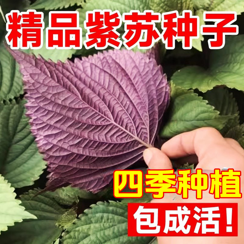 紫苏种子可食用双面红紫苏大叶紫苏种子四季耐热阳台盆栽蔬菜种子