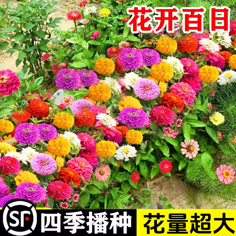 买二送一重瓣百日草花籽
