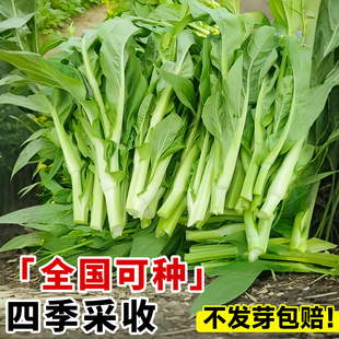 白菜苔种子速生四季 早熟奶油白菜台种籽四九菜心蔬菜种植阳台庭院