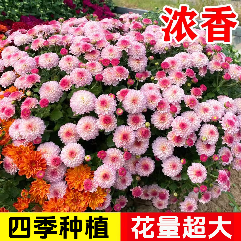 彩虹糖果菊花种籽子小雏菊翠菊阳台庭院播种易活一年四季播种花籽