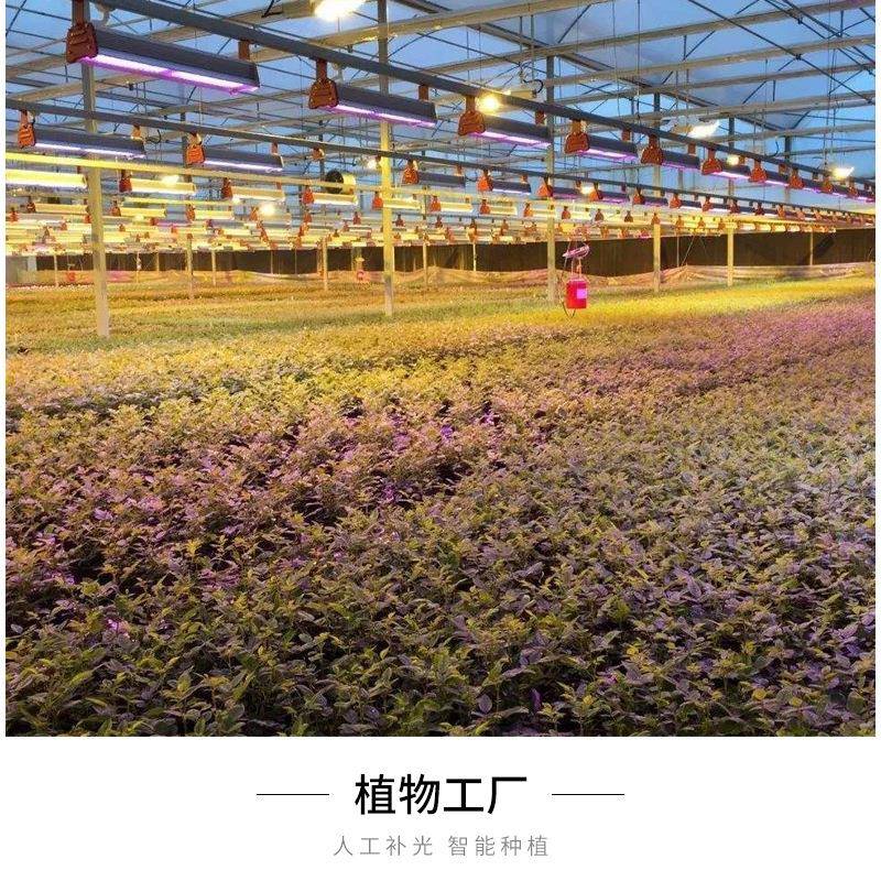 植物生灯肉多蔬菜长瓜棚果温室大种植NVP灯悬挂式防水补光灯育苗