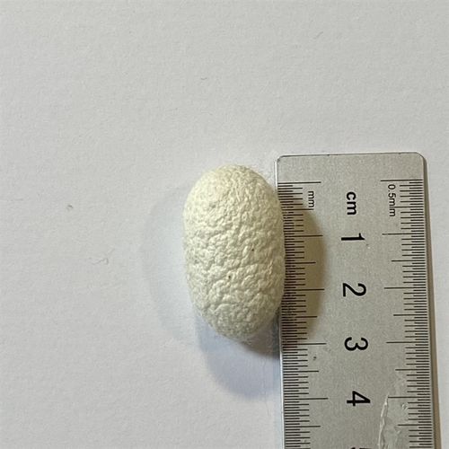 快速发货彩色蚕茧球染色天s然蚕宝宝烘干完整茧子不会飞出蛾100元