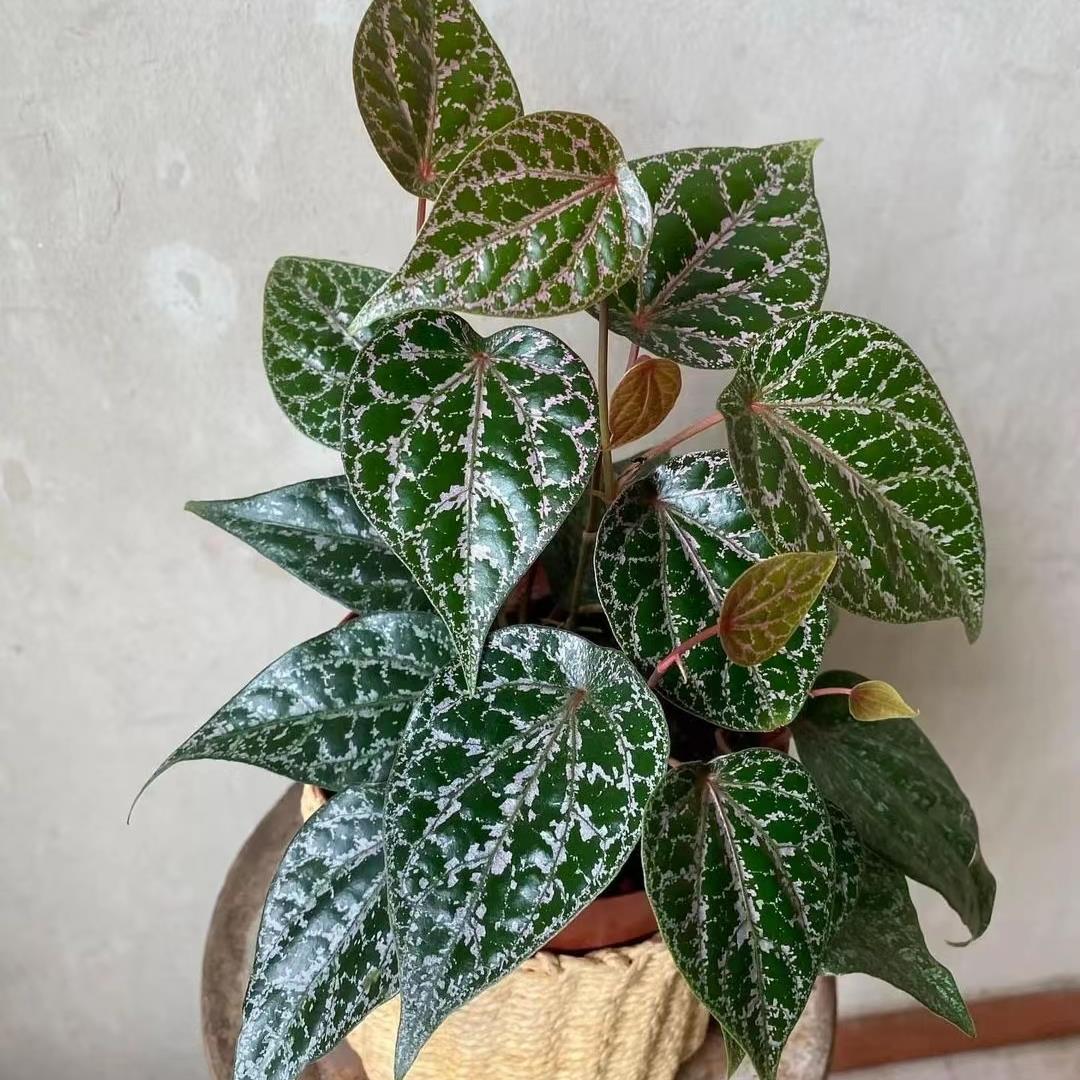 瑰丽胡椒室内观叶绿植ins热植 王先森的花园