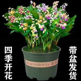 玲兰植物四季开花带芽铃兰花根净化空气浓香型铃兰盆栽花卉阳台室