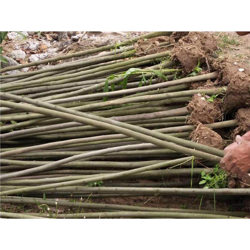 朴树苗 朴树树苗 朴树小苗 小叶朴树苗 庭院行道绿化工程树苗