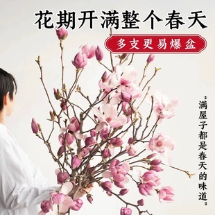 冬天水培植物玉兰花卉绿植室内水养带花苞鲜切花干支雪柳冬季耐寒