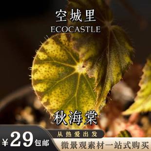 「空城里」雨林缸造景植物原生蓝月光秋海棠水陆缸雨林植物微景观