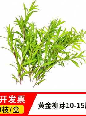 基地直发坏单包赔黄金柳芽