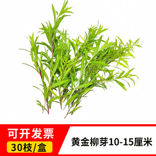 新鲜黄松柳叶柳枝酒店西餐冷艺摆盘花草装饰叶子