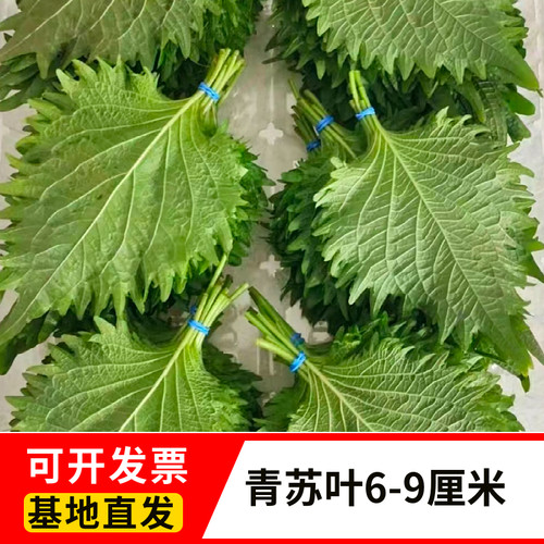 基地直发三文鱼专用青苏叶片