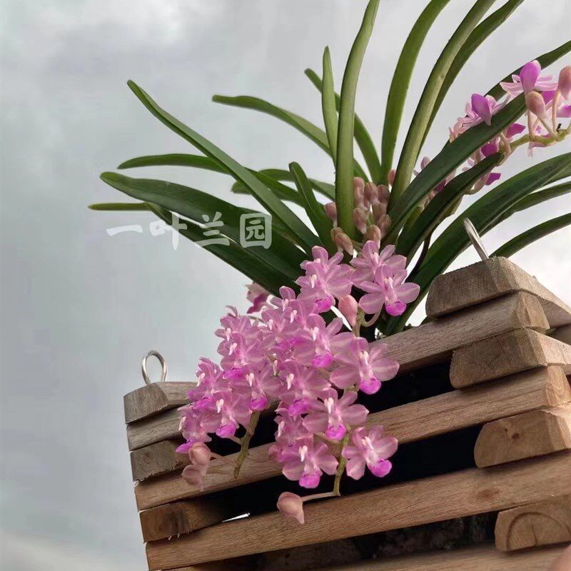 店主推荐 美玲固唇兰 洋兰阳台庭院花卉