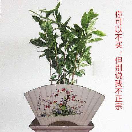 包邮铁观音茶苗小盆栽花卉办公室内桌面绿植乌龙茶茶叶茶树苗木l
