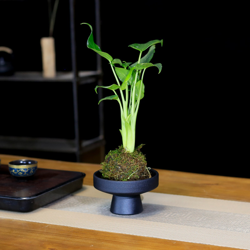 水培植物滴水观音小盆栽室内客厅办公室前台桌面茶几水养绿植好养