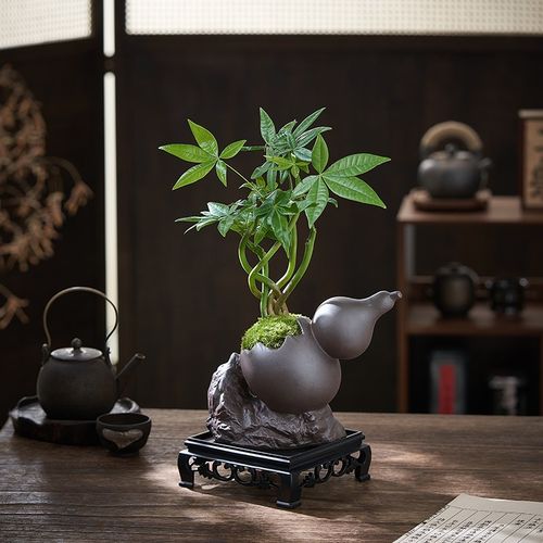 植绝发财树绿植盆栽室内盆景客厅办公室桌面四季常青好养植物摆件