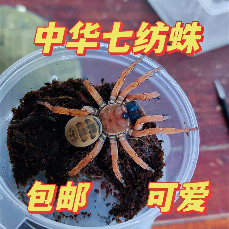 中华七纺蛛3-5CM无毒红色国产节板蜘蛛宠物新手学生入门爬虫油彩