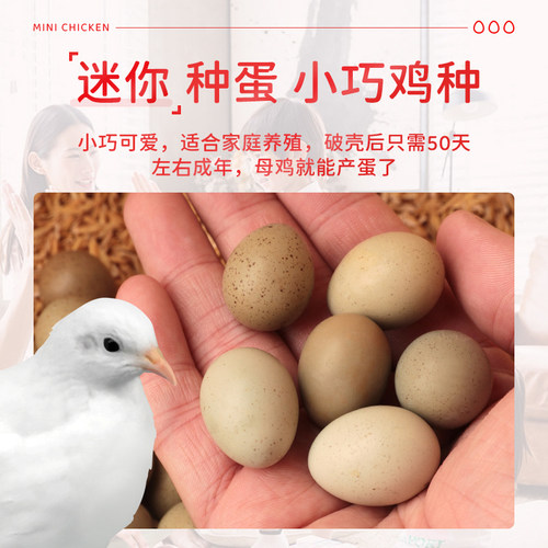 网红宠物鸡受精蛋迷你阳台鸡受精卵可孵化纯白礼服德系观赏宠物鸡