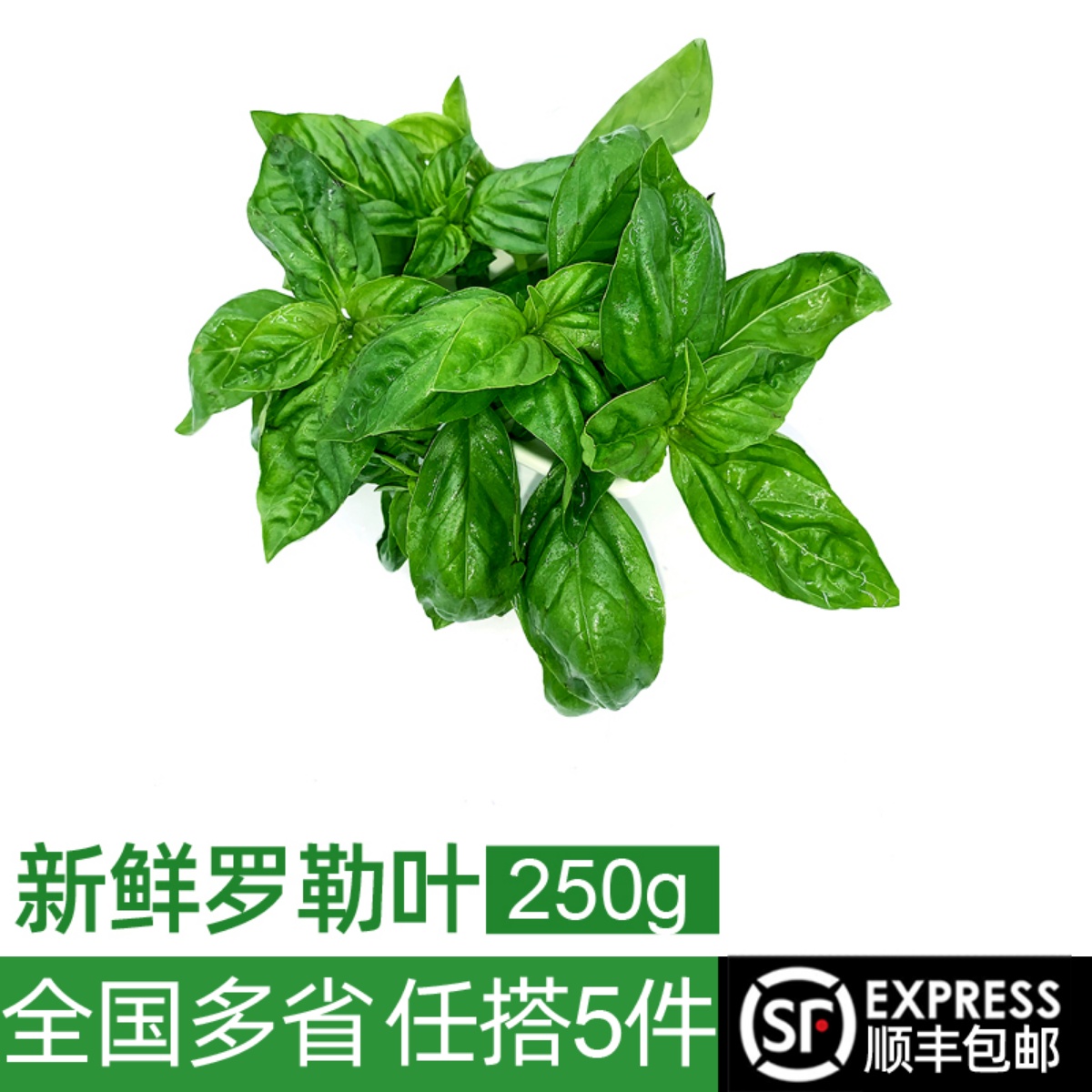新鲜罗勒叶250g 西餐食用披萨草意大利面青酱调料香料蔬菜