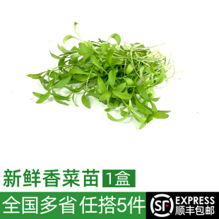包邮 新鲜香菜苗1盒 饰点缀5件 西餐酒店摆盘装 蔬菜苗可食用芽苗菜