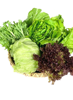 顺丰包邮6种生菜沙拉组合3.5斤