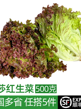 新鲜红叶生菜500g 罗莎红紫叶生菜罗沙红 西餐沙拉蔬菜食材