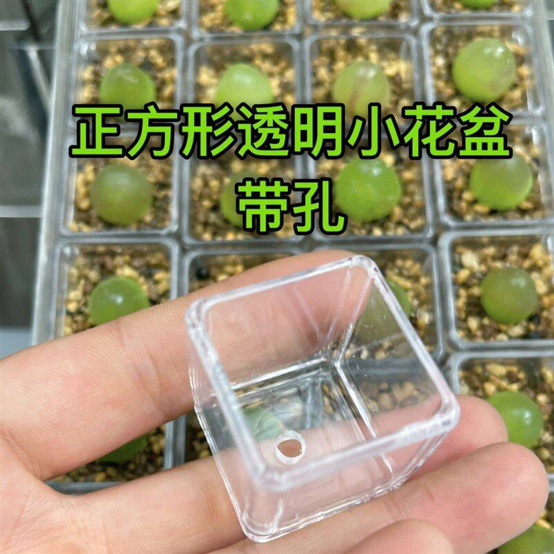 速发多肉新款迷你拇指花盆塑料方盆透明控根多肉生石压克力育苗播