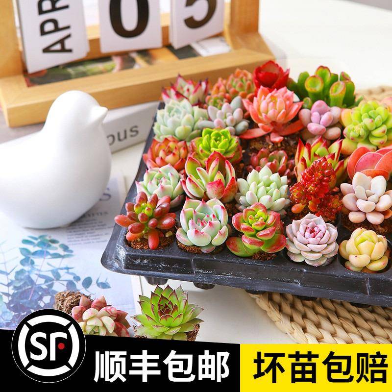 速发新款多肉植物组合盆栽肉肉卉有品种绿内花稀室植含盆