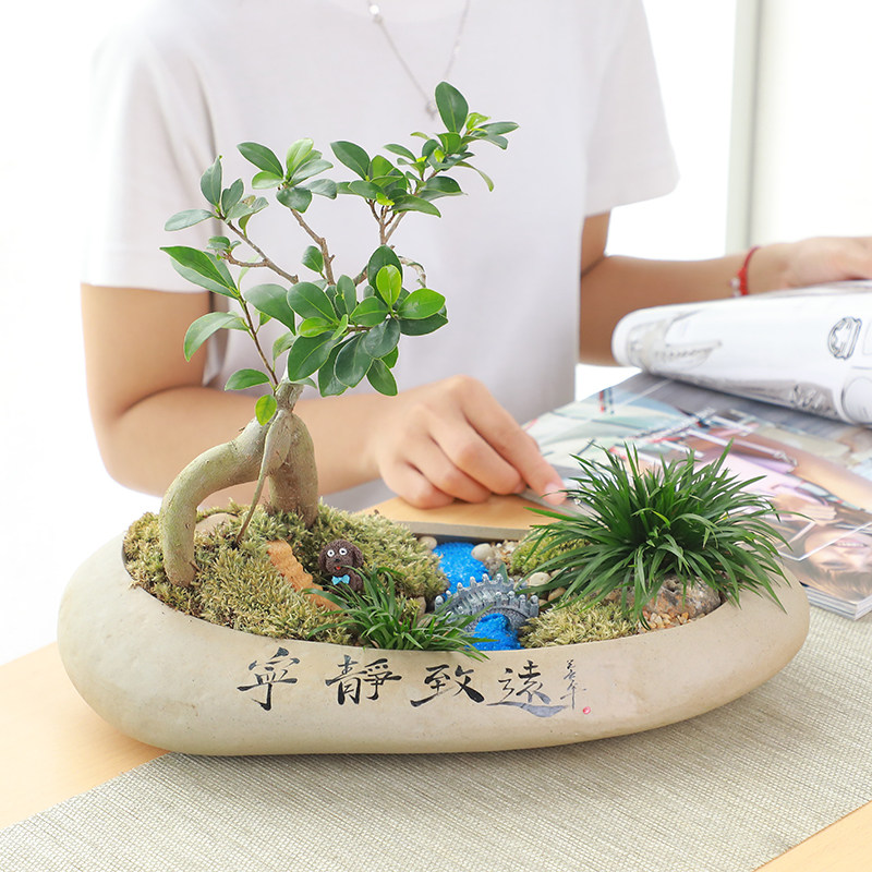 速发花盆陶榕大号发粗树小瓷树石头盆盆景栽家用财陶创意个性