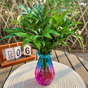 快速发货驱蚊竹柏水培植物盆栽绿萝花卉室内花鲜花V办公室绿植发