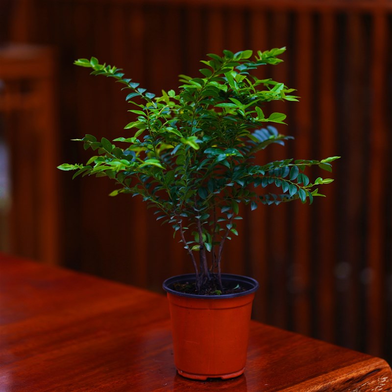 速发小叶紫植 绿叶紫檀盆景老桩盆栽小檀摆件松树办公桌室内植物