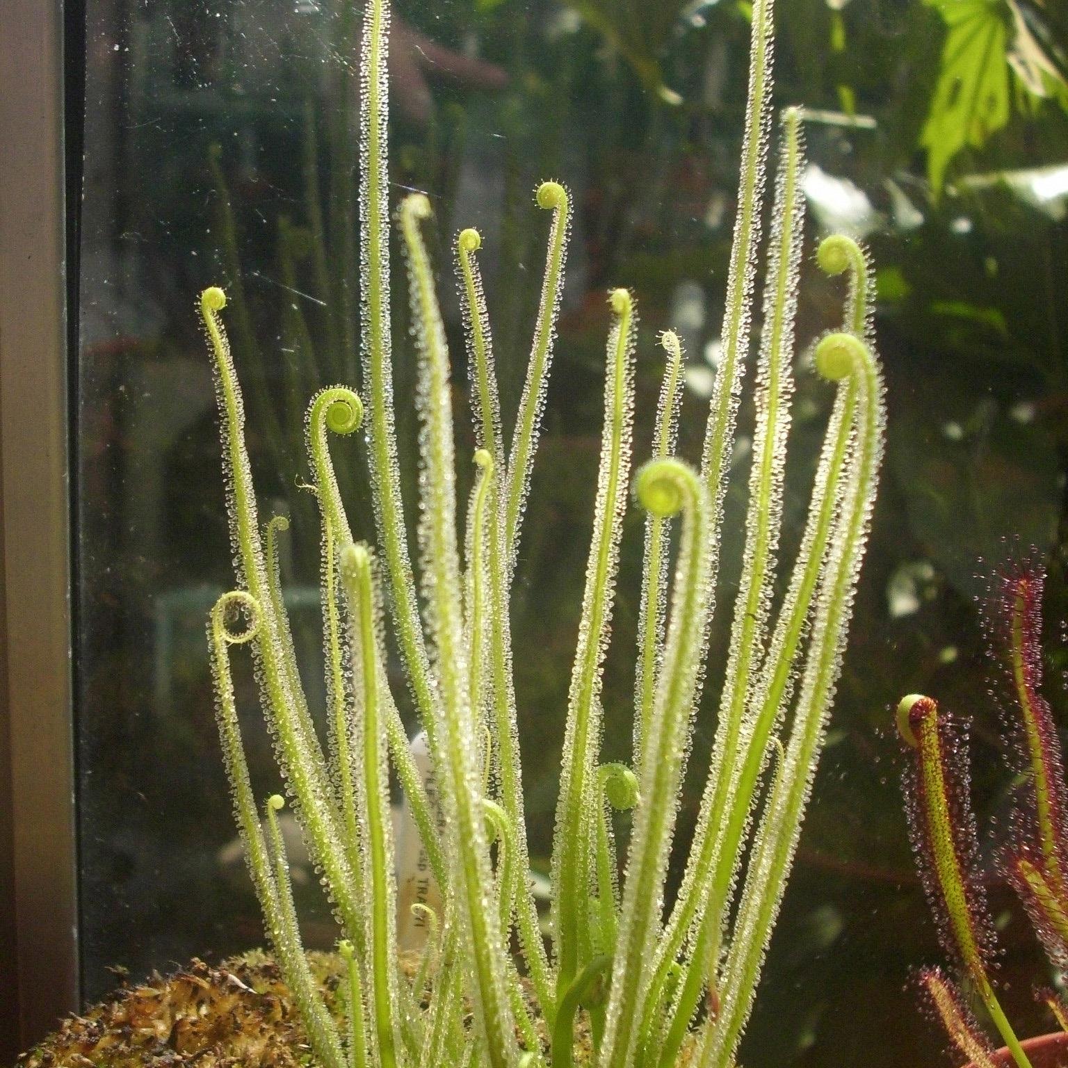 【绿丝叶茅膏菜】直立生长大型茅膏菜粘液捉虫食人花驱蚊草