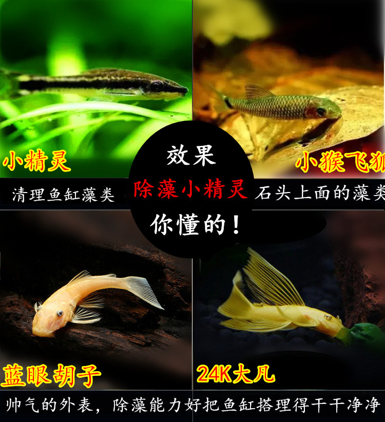 黑线飞狐 小猴飞狐 小精灵鱼胡子鱼大凡鱼工具鱼除藻鱼活体观赏鱼
