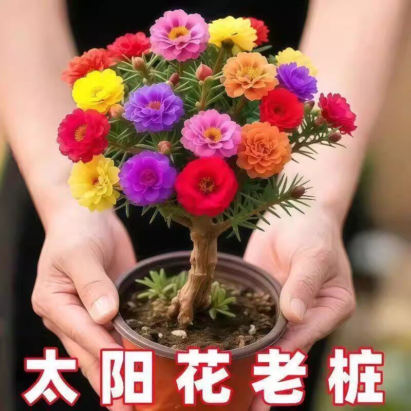 【下单立减50】太阳花老桩多色重瓣耐寒耐热四季开花阳台庭院_HL