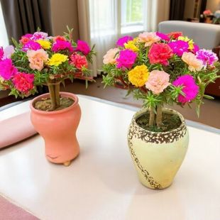 太阳花老桩多色重瓣耐寒耐热阳台庭院花卉_YP2 下单立减50