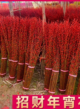 【下单立减50】银柳真花鲜枝喜庆花卉彩红色银柳干花彩色柳枝_HL