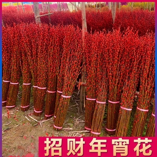 【下单立减50】银柳真花鲜枝喜庆花卉彩红色银柳干花彩色柳枝_HL