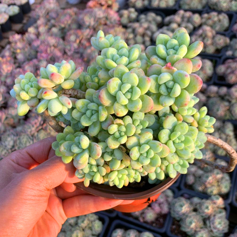 茗居园艺 劳尔多肉植物 实物拍摄 群生木质化老桩 带香味的多肉