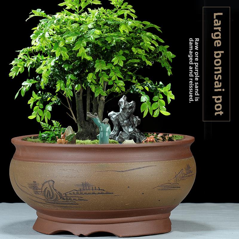 紫砂花盆，Clivia蝴蝶兰，透气多汁金色大理石和绿色萝卜阳台，超