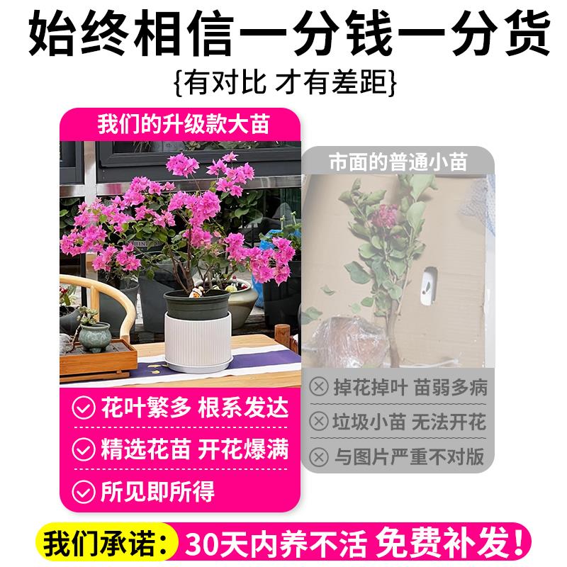重瓣三角梅四季开花老桩带花漳红樱植物室内阳台三角梅花树苗耐寒